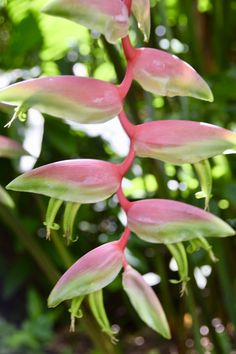 pink and white flowers with green leaves in the background