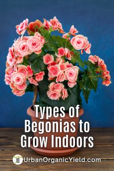 a potted plant with pink flowers and the words types of begons to grow indoors