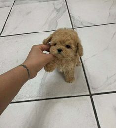 a small brown dog being petted by someone's hand on a tile floor