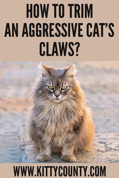 a cat sitting on the ground with text overlay that reads how to trim an aggressive cat's claws?