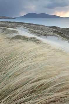 the grass is blowing in the wind on the beach