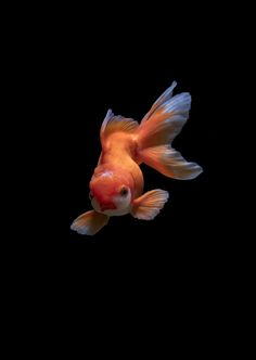 a goldfish swimming in the dark water