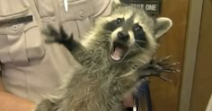 a man holding a raccoon in his arms and showing it's teeth