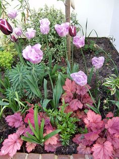 pink and purple flowers are growing in a garden