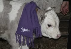 a white and gray cow wearing a purple scarf