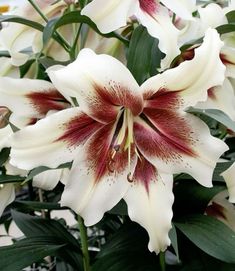 some white and red flowers with green leaves