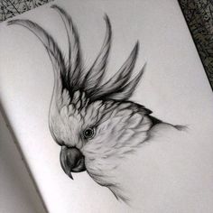 a black and white drawing of a cockatoo with feathers on it's head