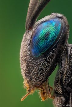 a close up view of the back end of a bee's head and eyes