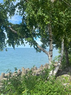 a bench sitting on top of a lush green hillside next to the ocean under a tree