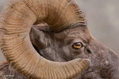 an animal with very large horns is looking at the camera