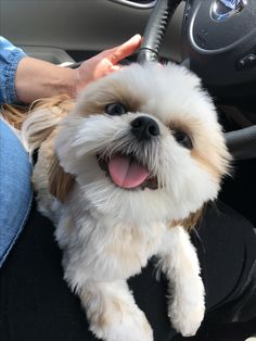 a small white and brown dog sitting on top of a black seat in a car