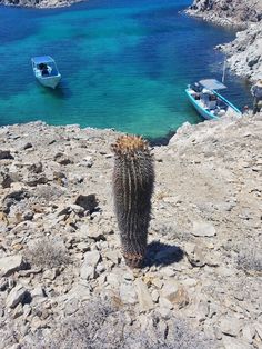 a cactus sitting on top of a rocky hillside next to boats floating in the water