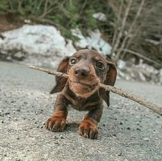 a brown and black dog holding a stick in its mouth