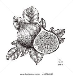 an ink drawing of figs and leaves