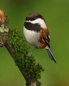 a small bird perched on top of a moss covered tree branch in front of a green background