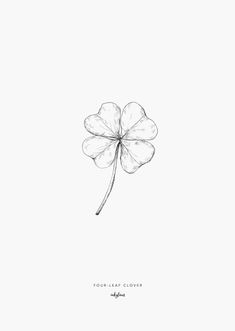 a four leaf clover on a white background