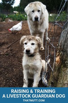 two white dogs standing next to each other on top of a dirt field with chickens in the background