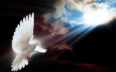 a white dove flying in the sky with bright light coming from it's wings