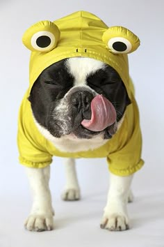 a dog wearing a yellow frog costume with its tongue out and it's tongue hanging out