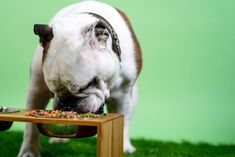 a dog eating food out of a bowl on top of a wooden table in the grass