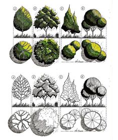 various types of trees are shown in this drawing