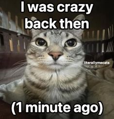 a cat sitting on top of a bed with the caption i was crazy back then 1 minute ago