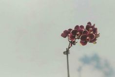 a single flower is shown in front of the sky