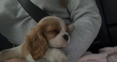 a small brown and white dog laying on top of a person's lap in a car