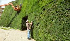 a man standing next to a tall green hedge while trimming it with a cherry picker