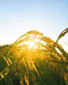 the sun shines brightly through some tall green stalks of wheat in a field on a sunny day