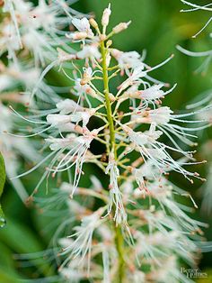 closeup of white flowers with green leaves in the background