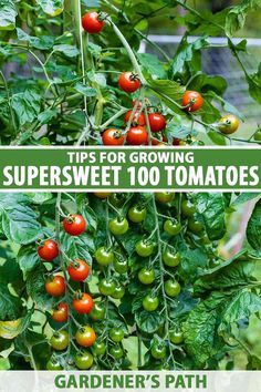 tomatoes growing on the vine with text overlay reading tips for growing supersweet 100 tomatoes