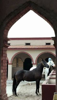 a black horse standing in front of a white horse on a dirt ground next to a building