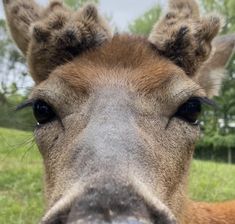 a close up of a giraffe's face with trees in the background