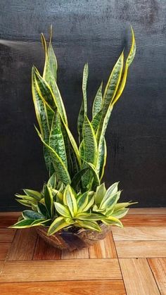 a potted plant sitting on top of a wooden floor