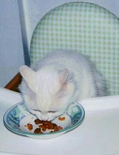 a white cat eating food out of a bowl