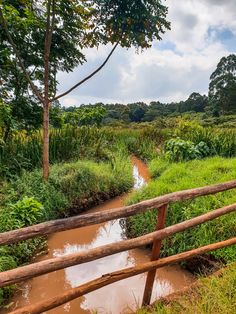 a small stream running through a lush green forest