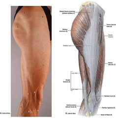 an image of the muscles and their corresponding parts that are labeled in this figure, including the lower leg