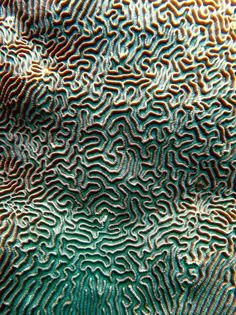 an image of some blue and white patterns on the surface of something that looks like corals