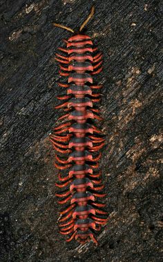 a red and black caterpillar crawling on the ground