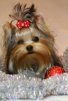 a small dog with a red bow on it's head sitting next to christmas ornaments