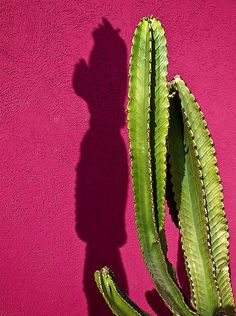 a cactus is casting a shadow on a pink wall