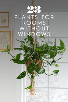 a plant hanging from the ceiling with text overlay that reads 23 plants for rooms without windows