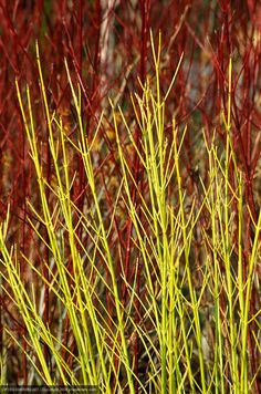 some very pretty yellow and red plants in the grass