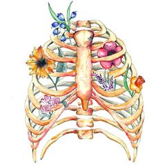 a watercolor drawing of a human rib cage with flowers