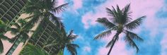 palm trees against a blue sky with clouds