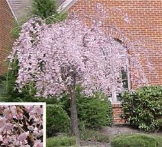 a tree with pink flowers in front of a brick building next to bushes and shrubs