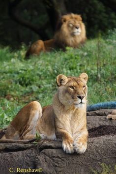 two lions laying down in the grass