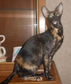 a cat sitting on top of a dresser next to a mirror