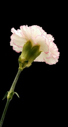 Flower Carnation, Dianthus Flowers, Flowers Black Background, Pink Carnations, Carnation Flower, Flower Inspiration, Botanical Flowers, Exotic Flowers, Birth Flowers